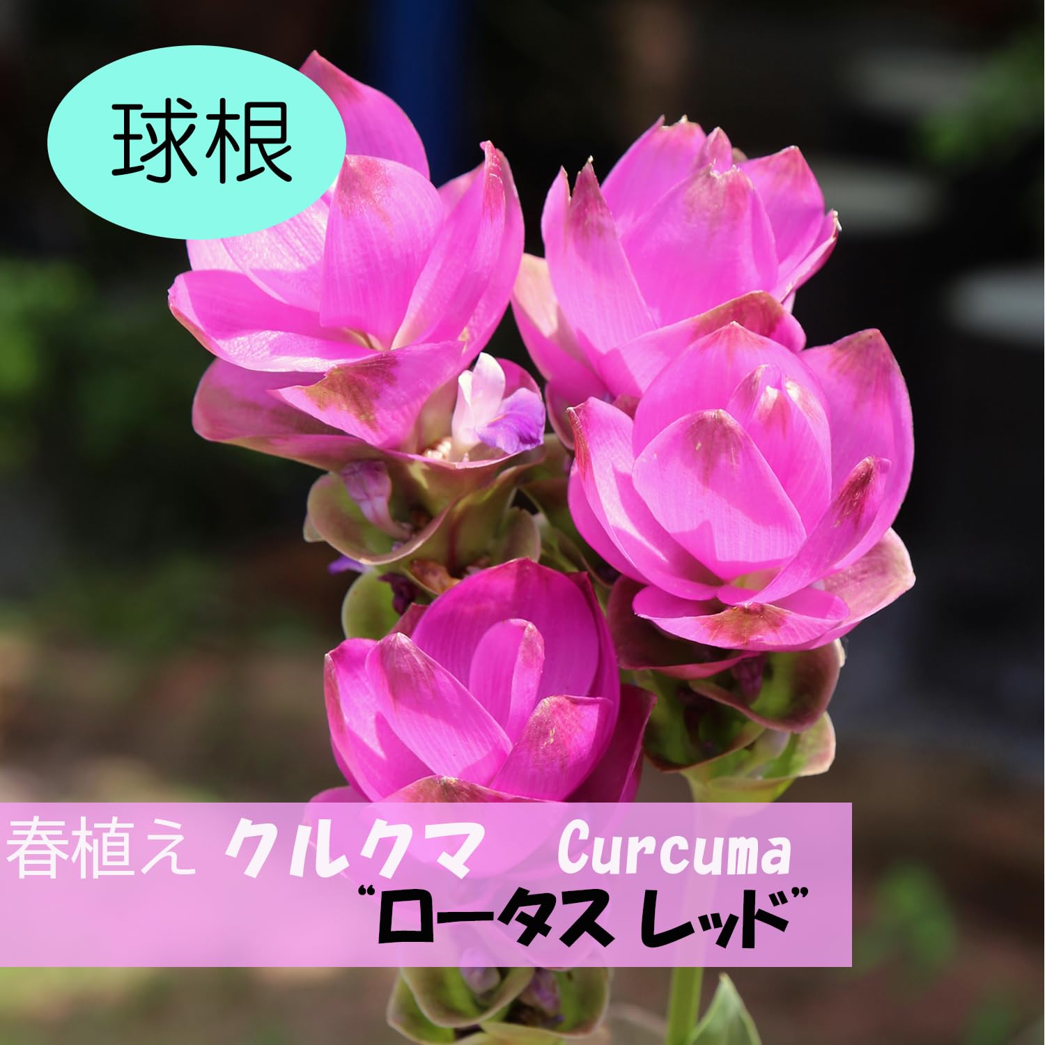 Amazon | クルクマ 球根 ロータスレッド 2球 夏の花 夏に咲く 夏に強い